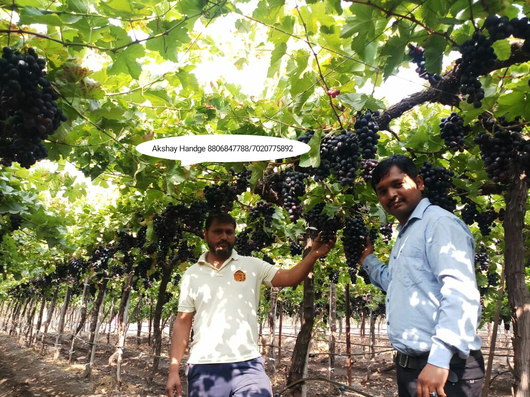 Green Planet Bio Products Nashik Mobile  shop Nashik